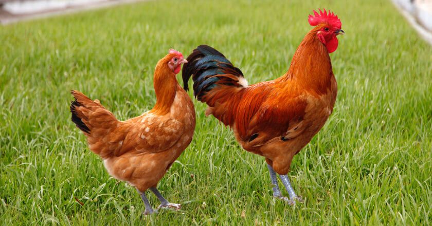 名古屋コーチン