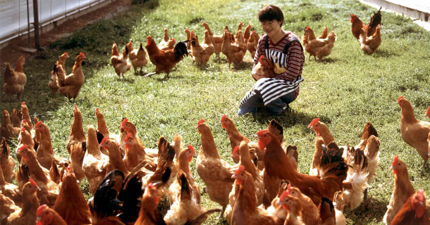 名古屋コーチンと生産者